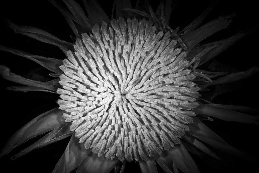 Floral Impressions