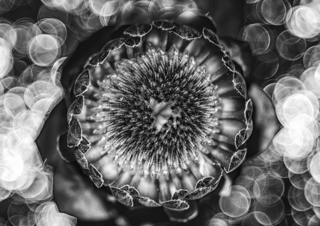 Floral Impressions