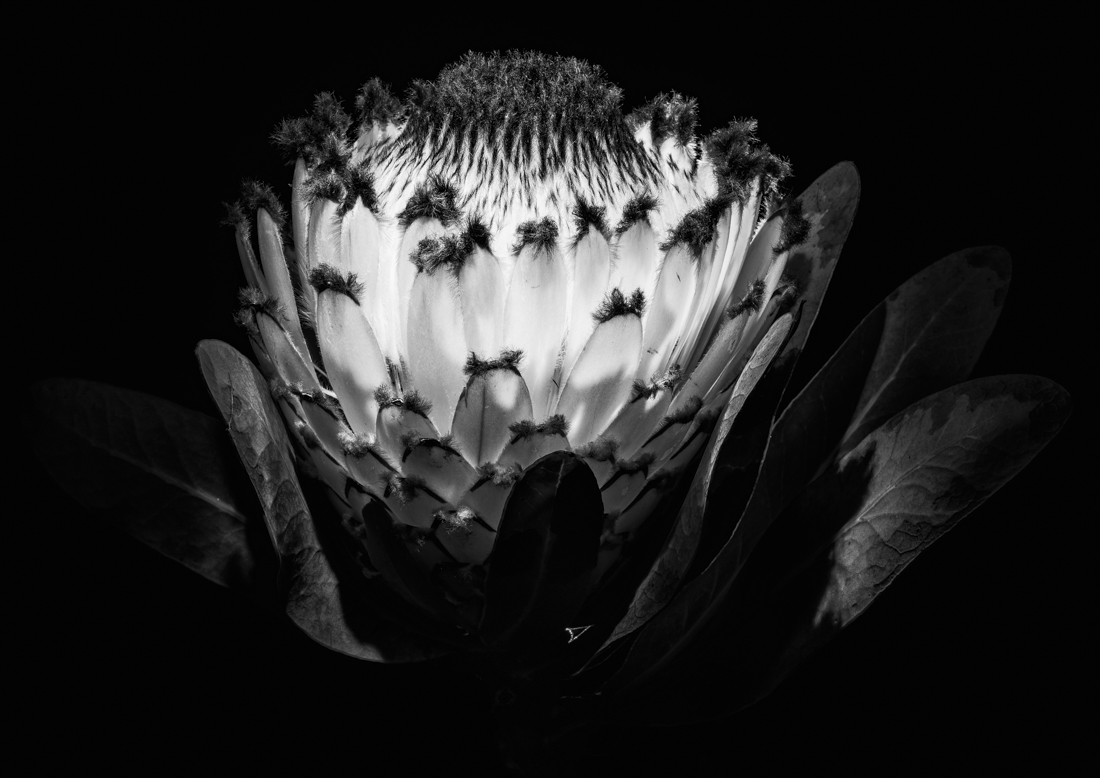 Floral Impressions