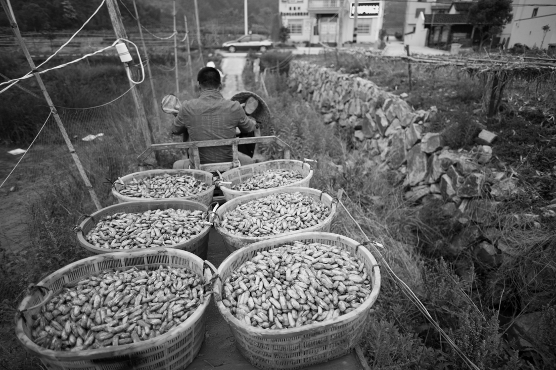 Toilers of the sea - Sea harvesting in Fujian, China