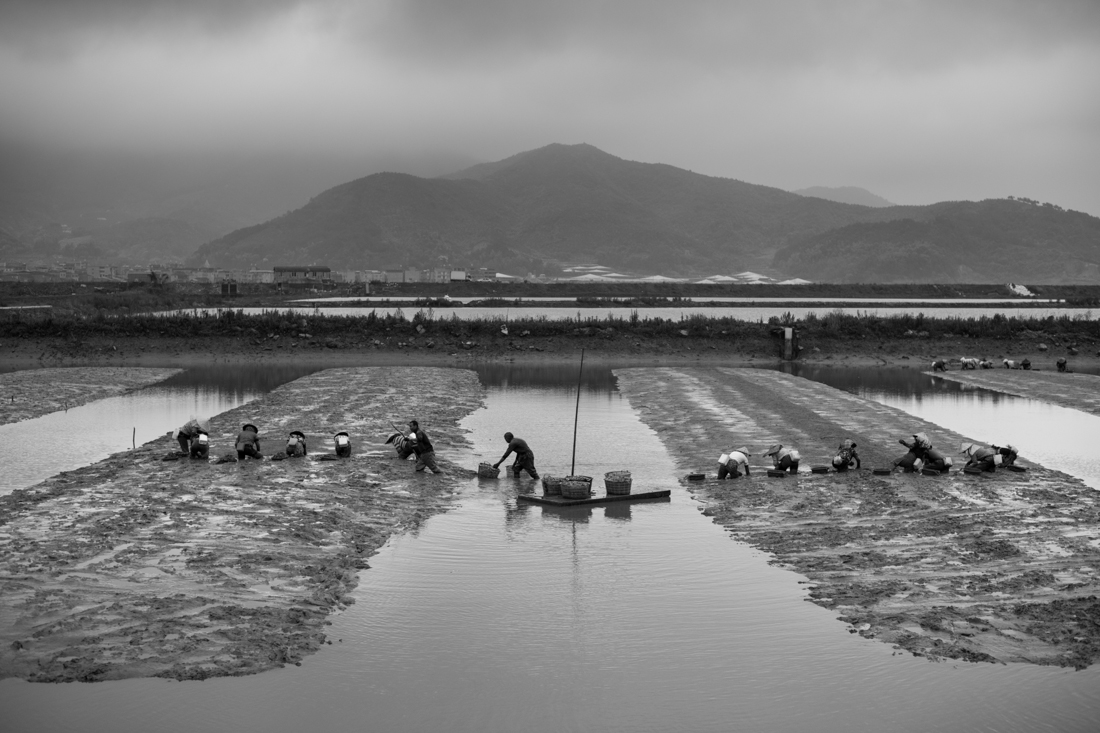Toilers of the sea - Sea harvesting in Fujian, China