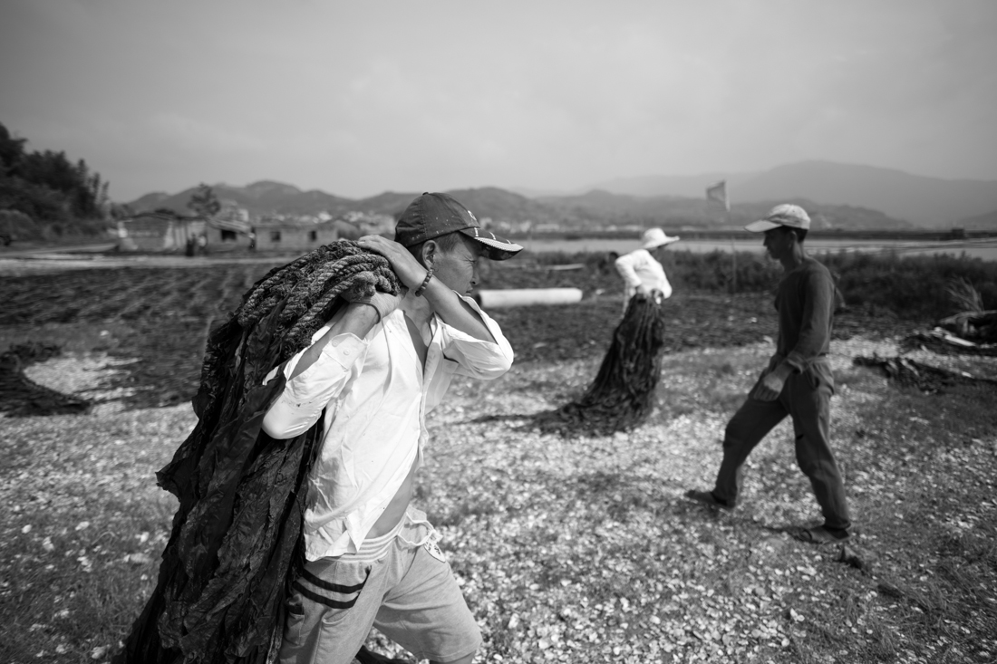 Toilers of the sea - Sea harvesting in Fujian, China