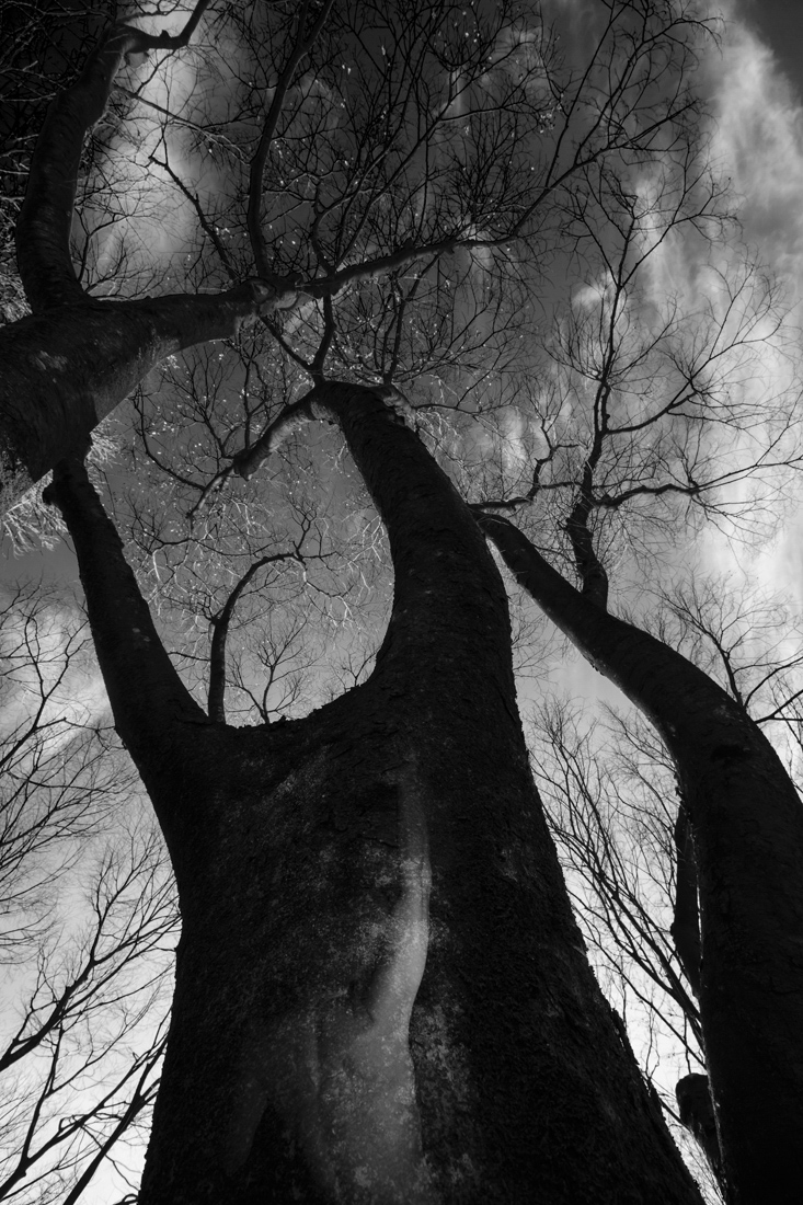 I want to be a tree