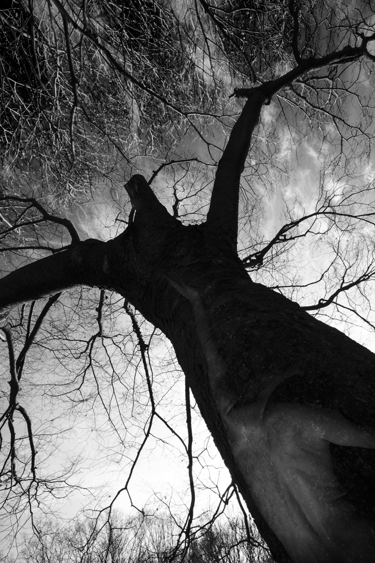 I want to be a tree
