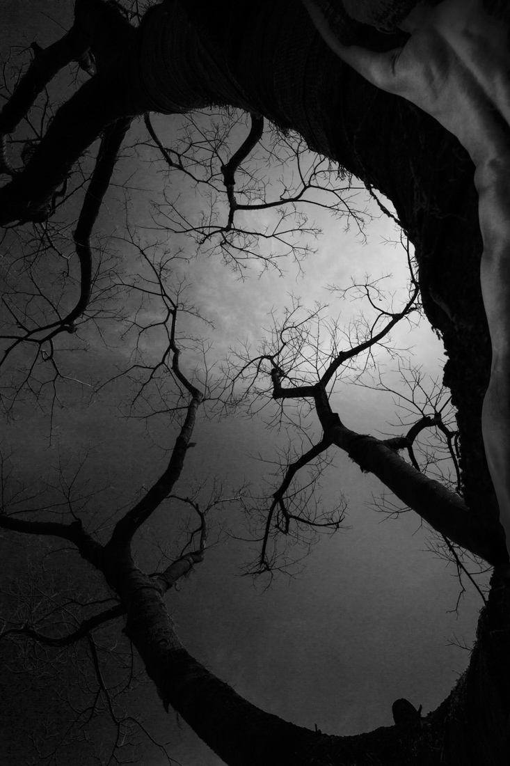 I want to be a tree