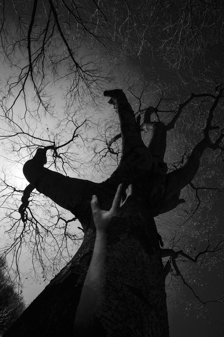 I want to be a tree