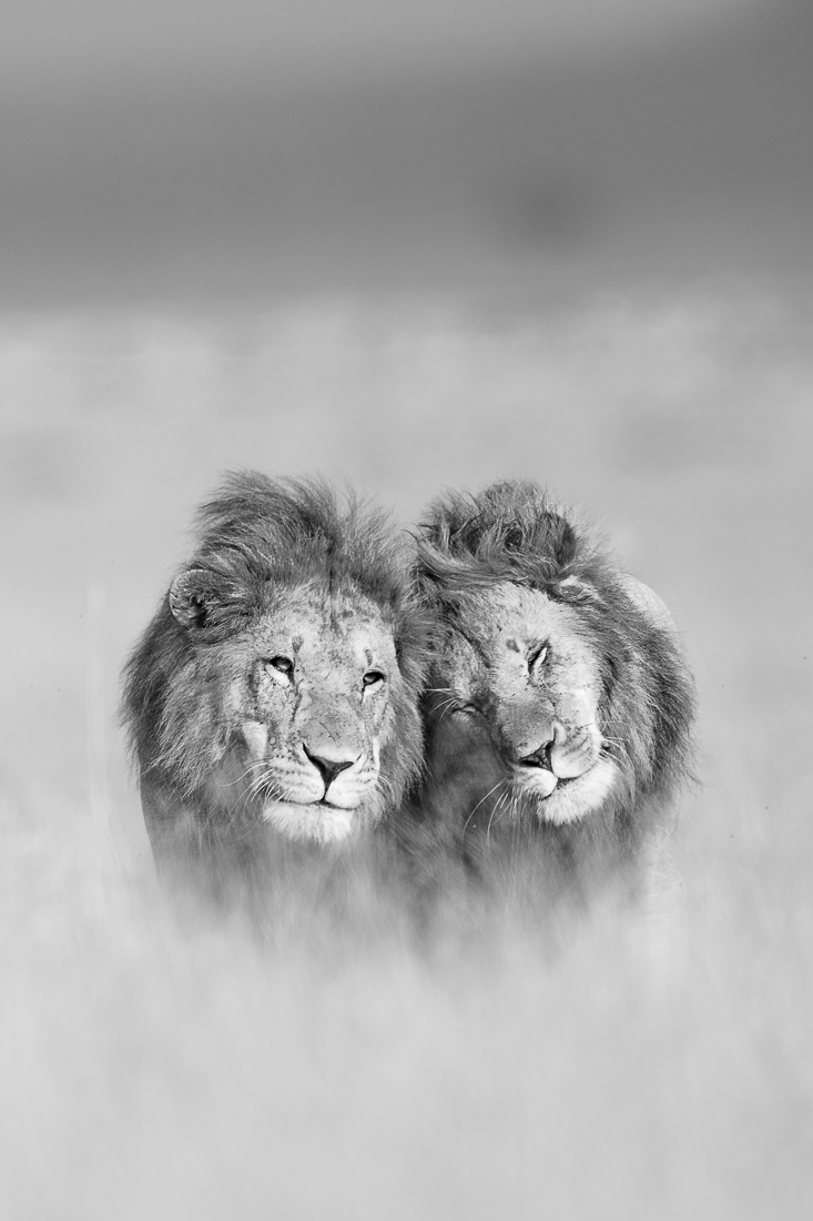 Brotherly Love