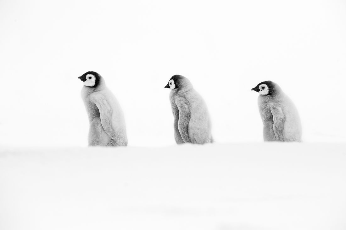 Emperor Penguin Buddy Chicks