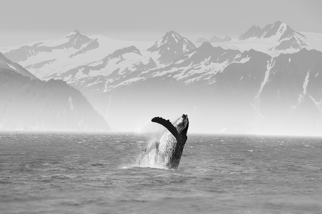 Leap Of Joy 1