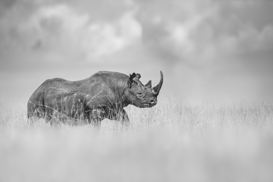 Noir Rino