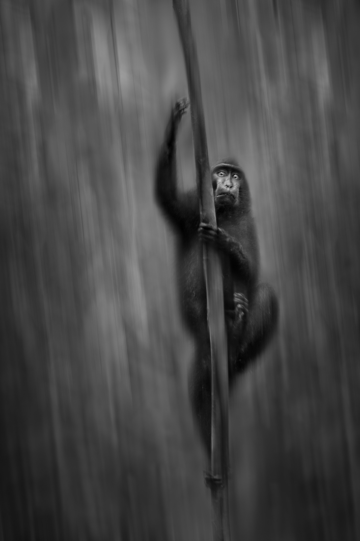 Wild Swing