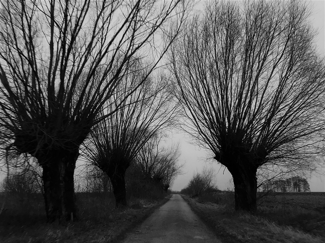 Willows, Poland