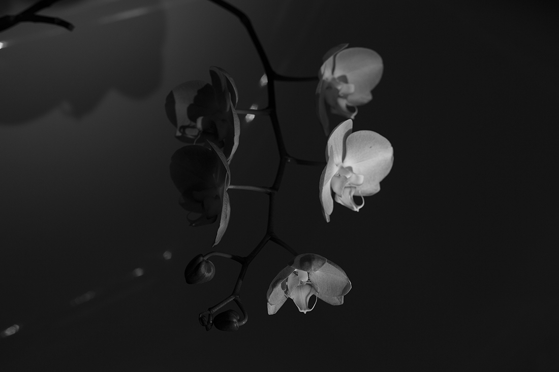 Orchids
