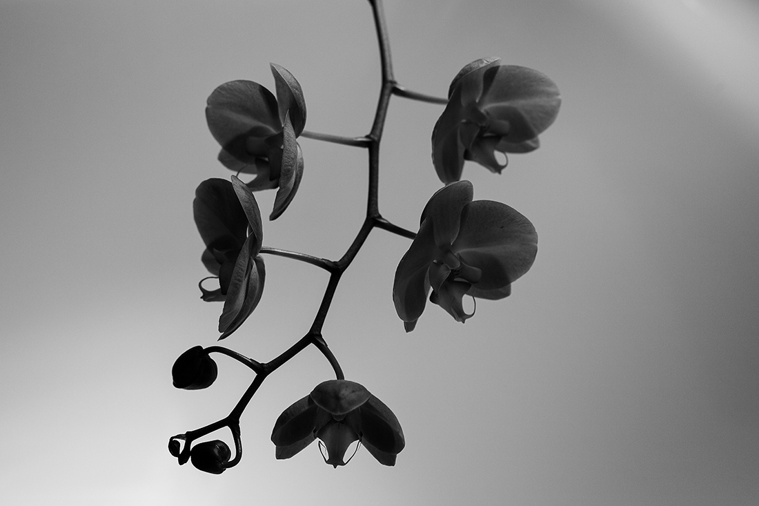 Orchids