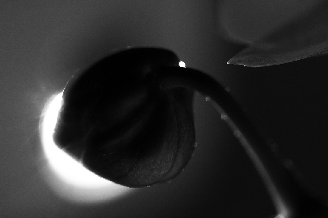 Orchids