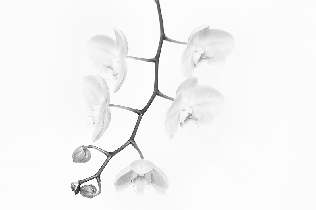 Orchids