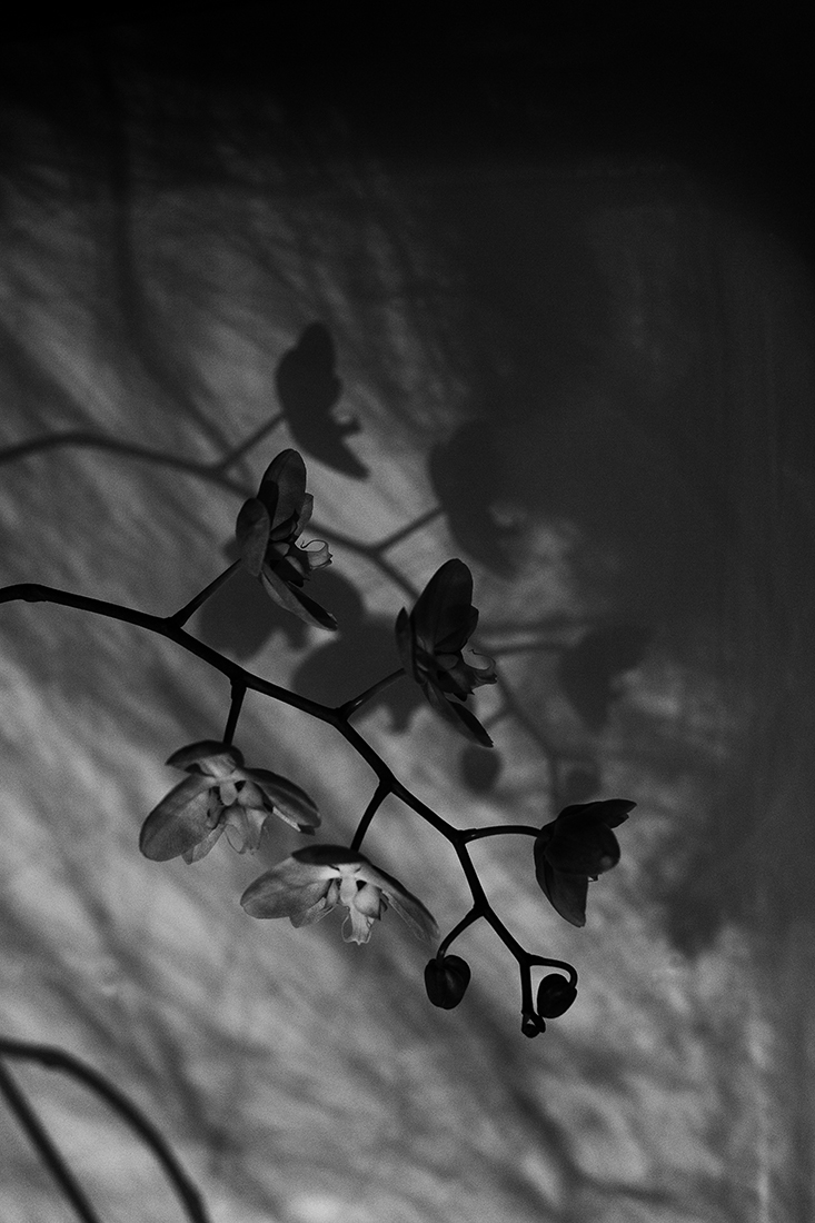 Orchids