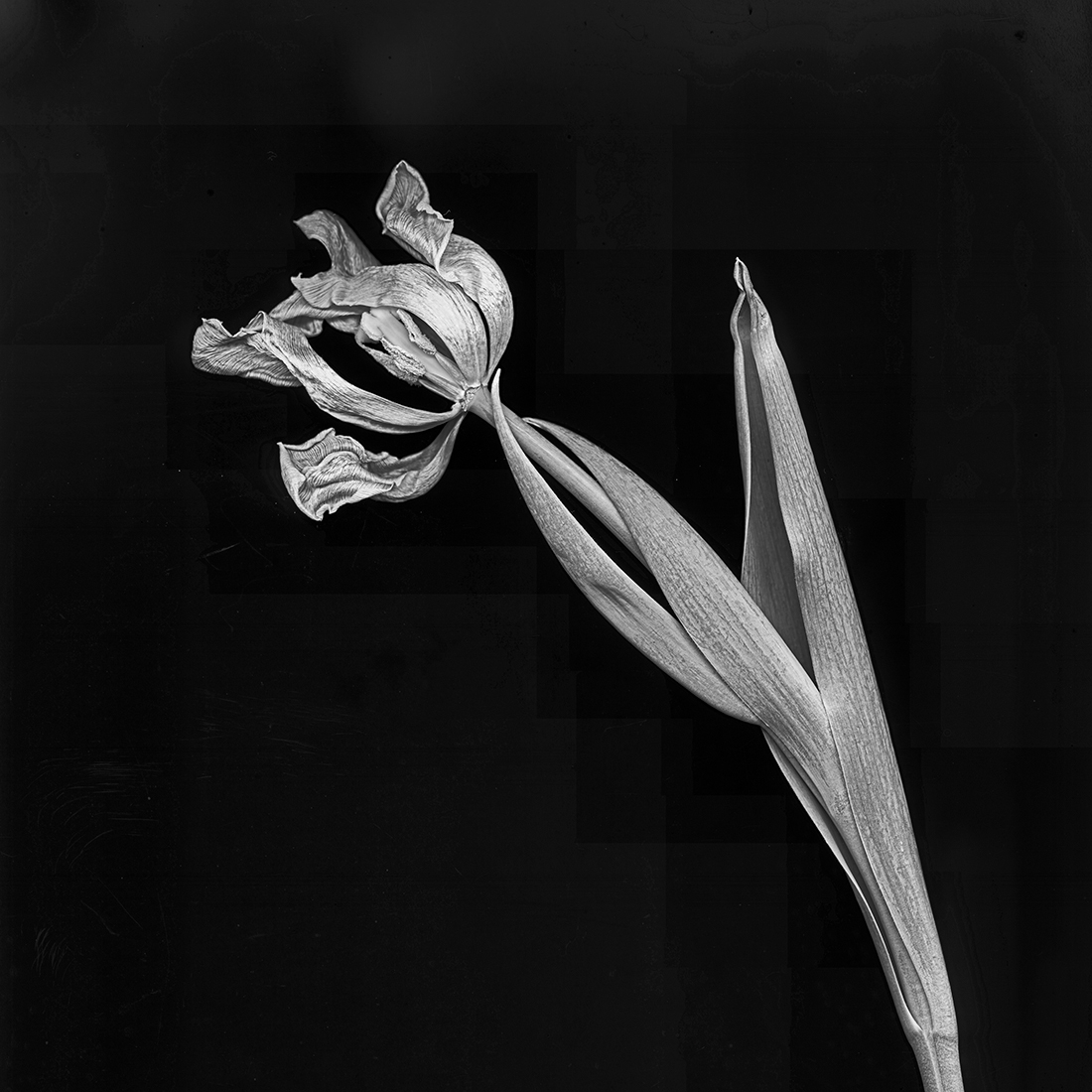 Tulip