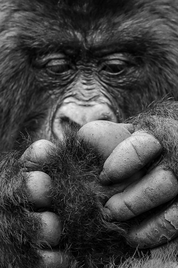 Mountain Gorilla Grooming