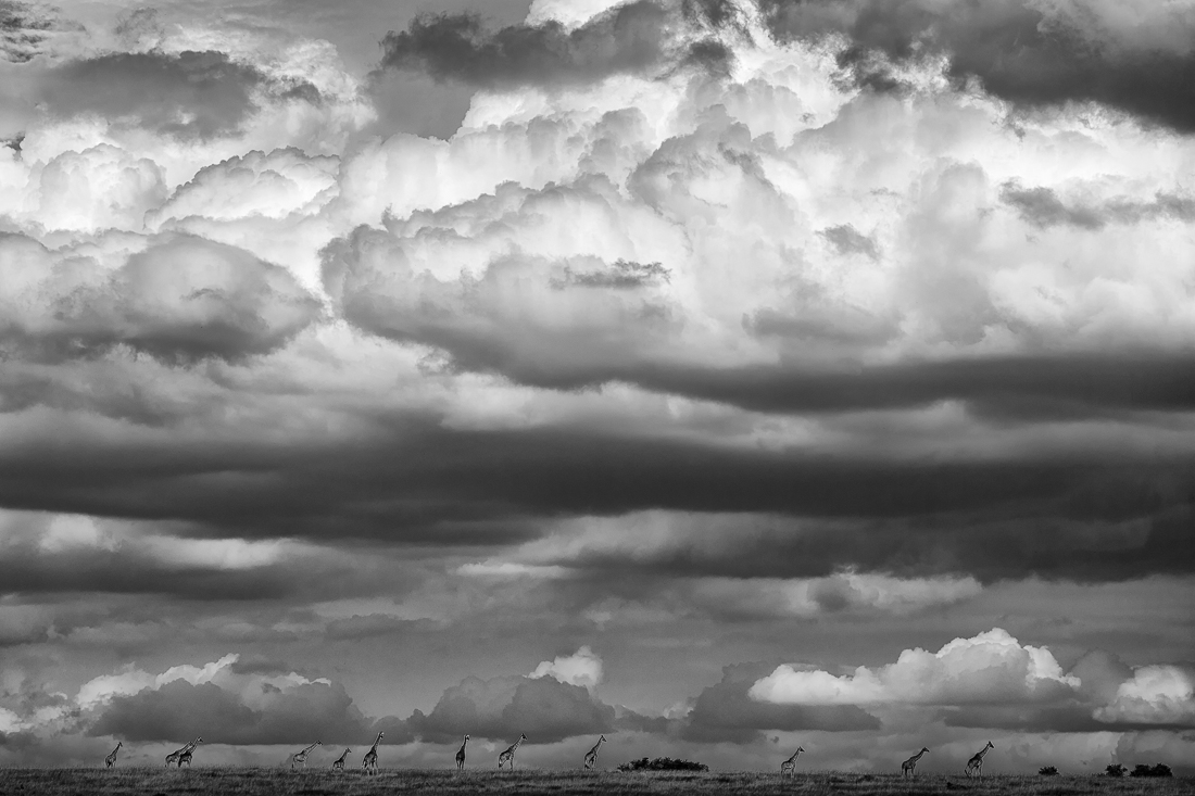 Dwarfed