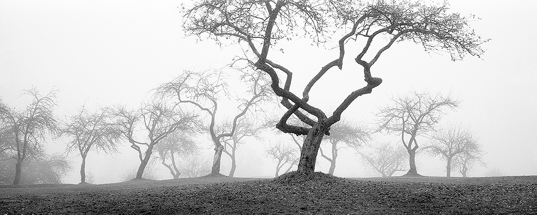 Old Apple Garden