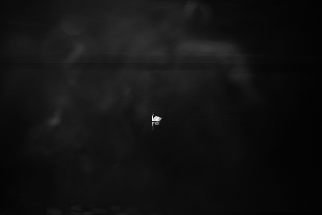 Swan into darkness