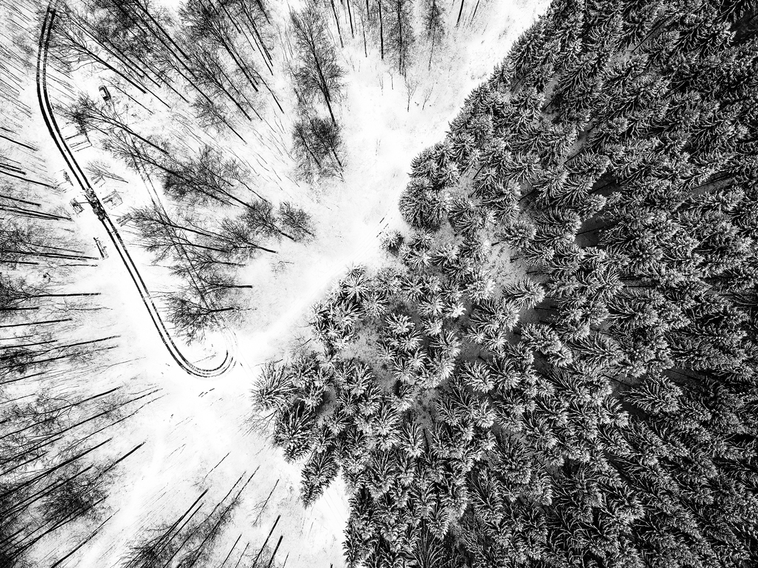 Woodwork in the winter forest