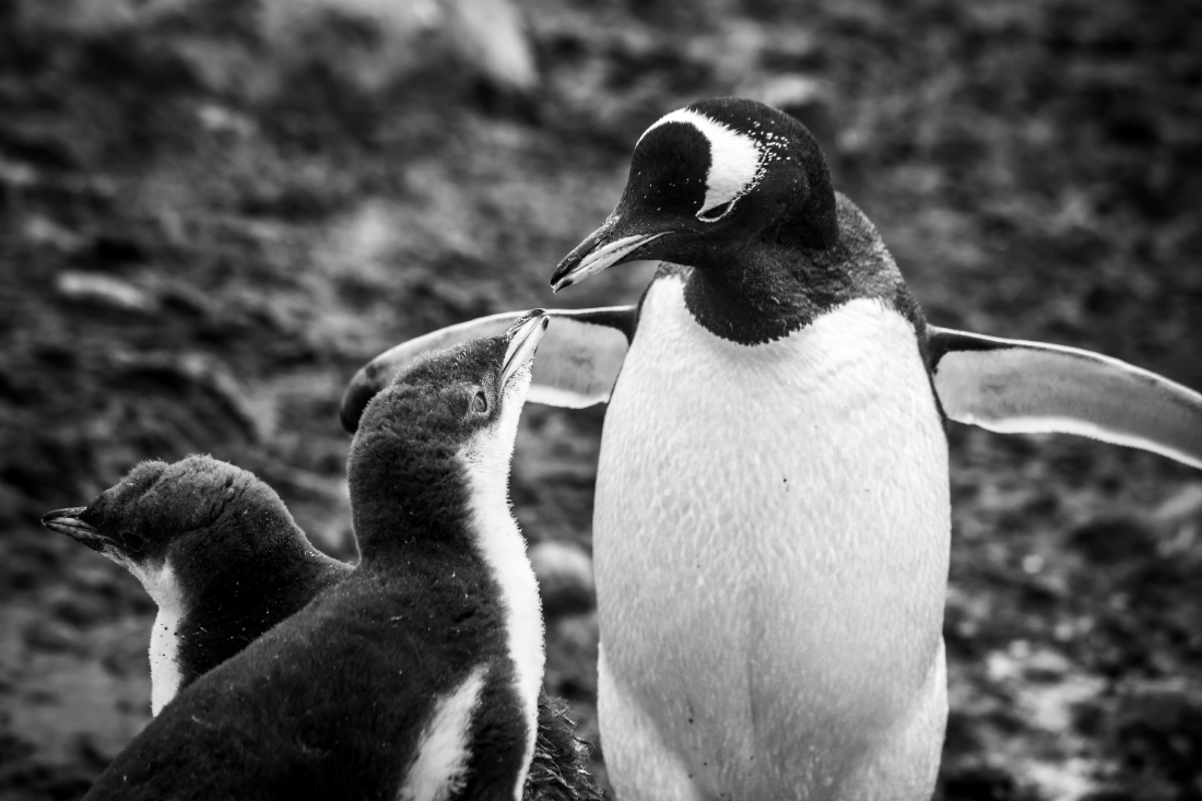 Antarctica