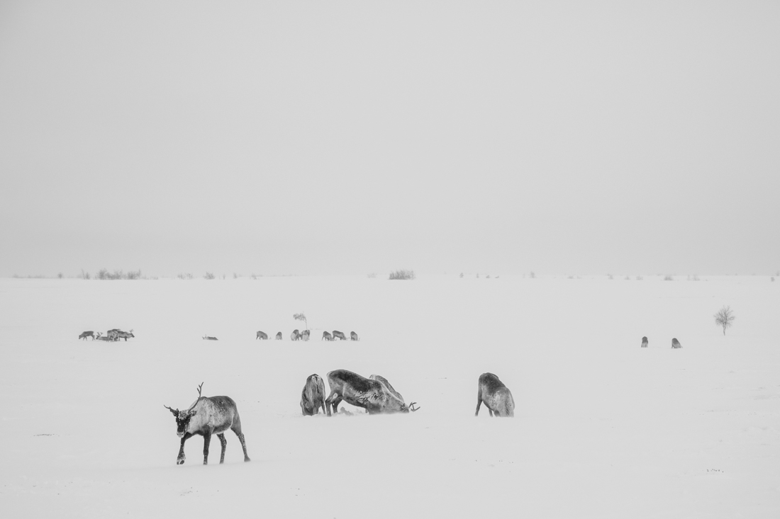 Yamal