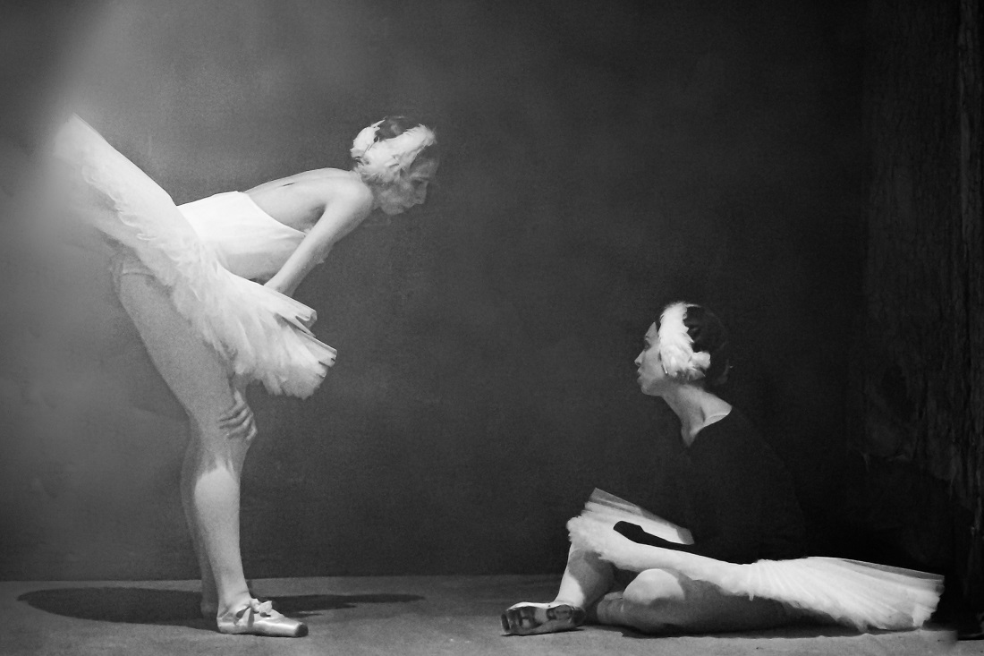 About swans