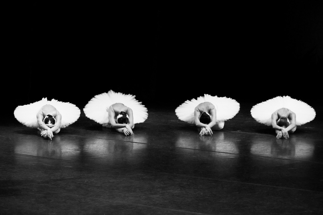 About swans