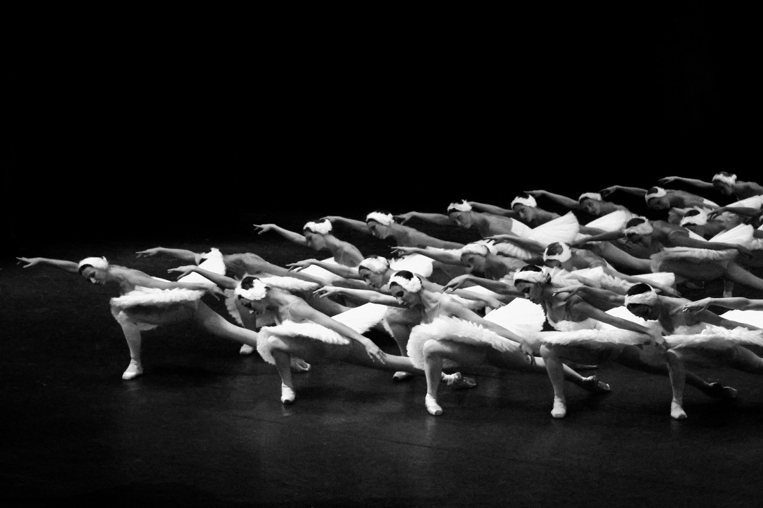 About swans