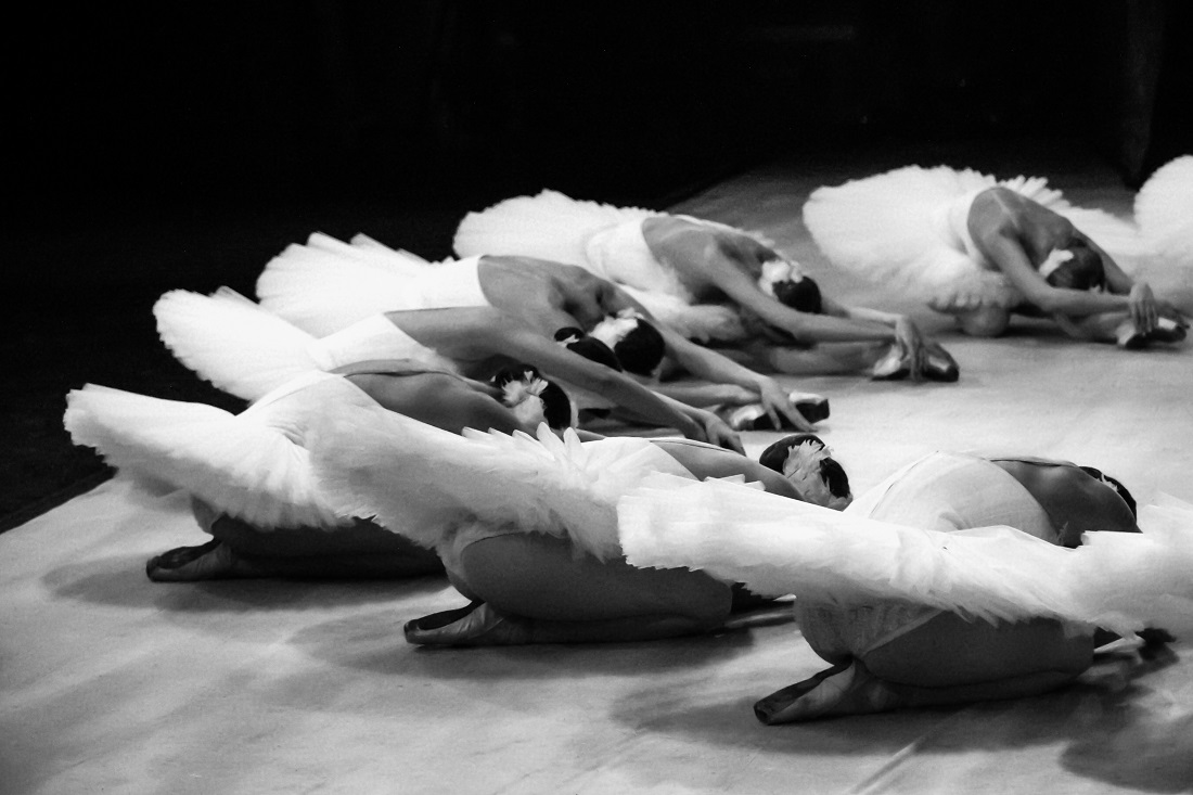 About swans