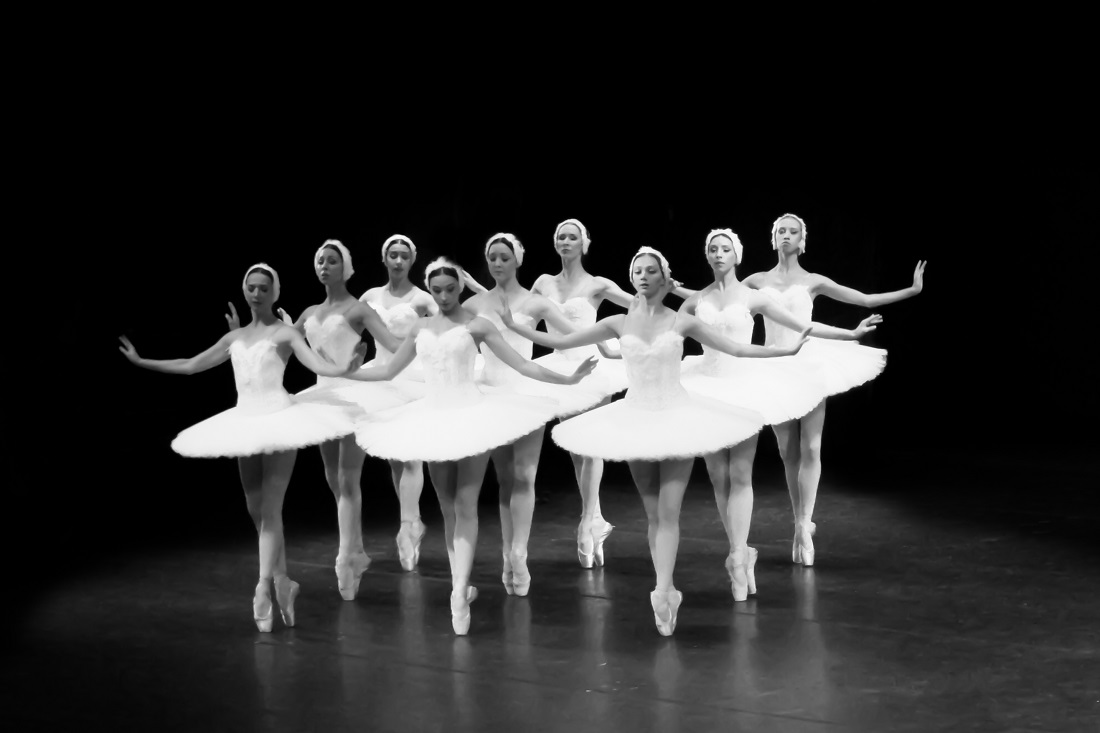 About swans