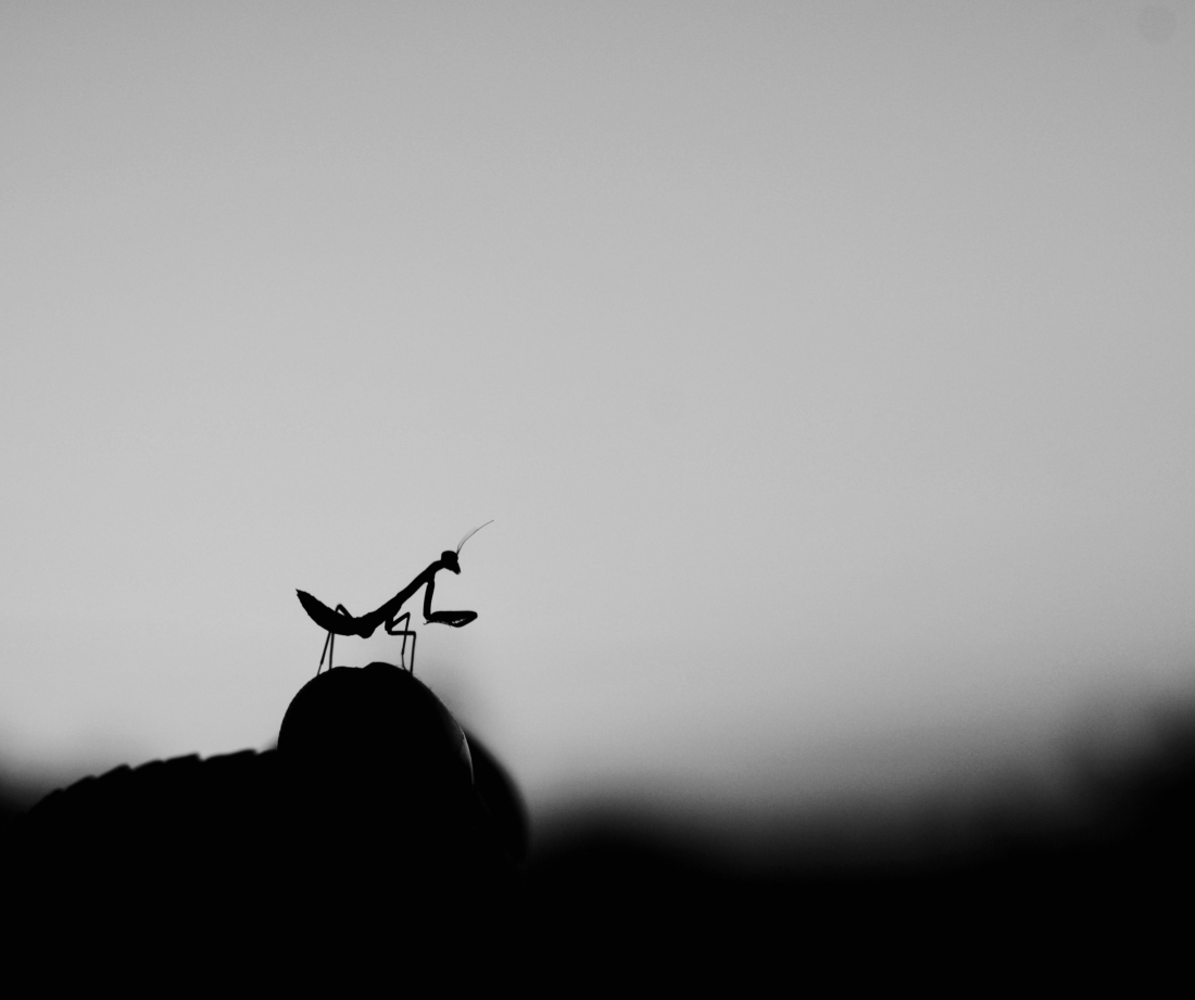 Devotion 