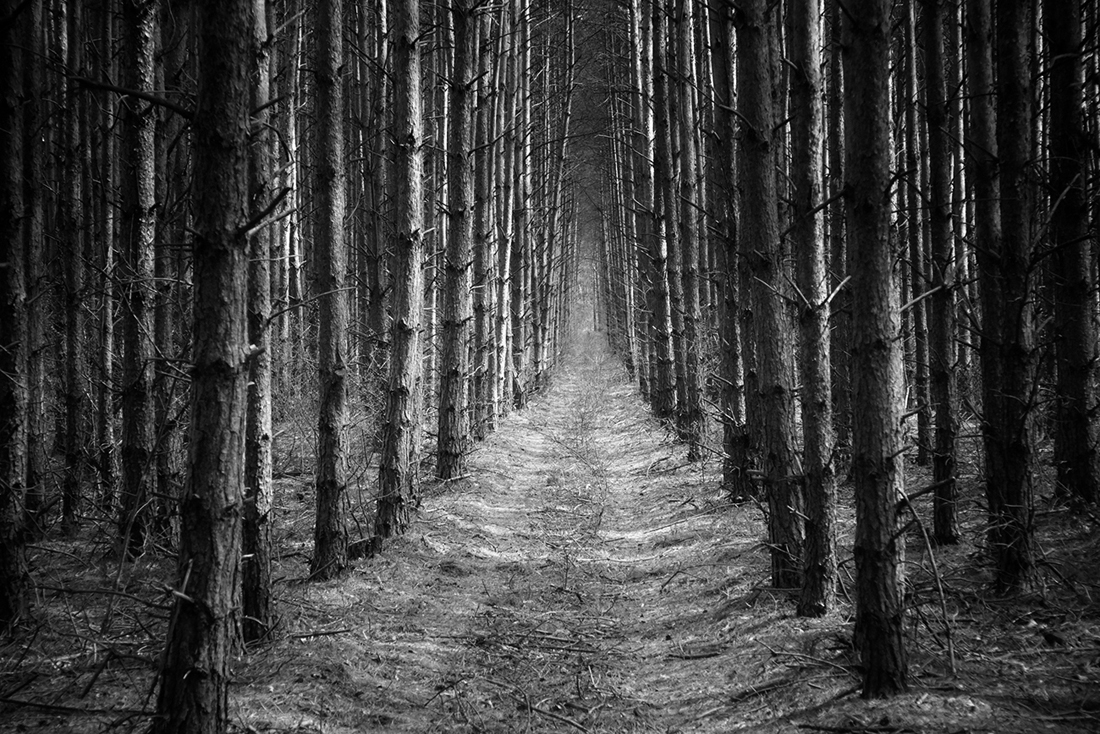 Path through the forest
