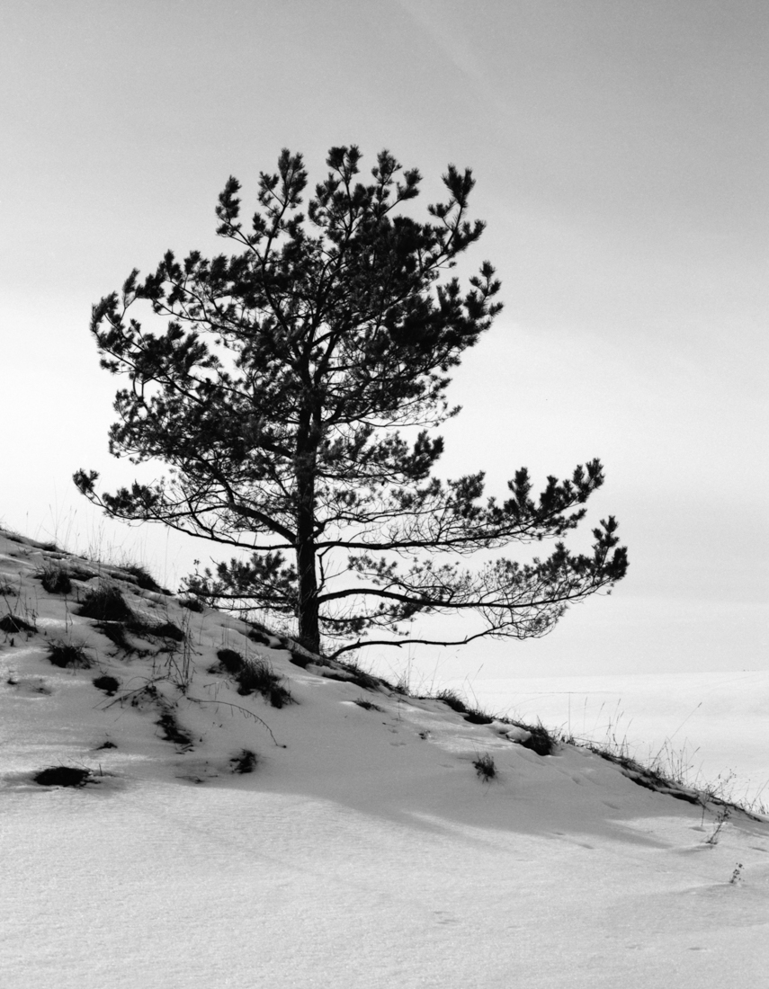 trees and traces