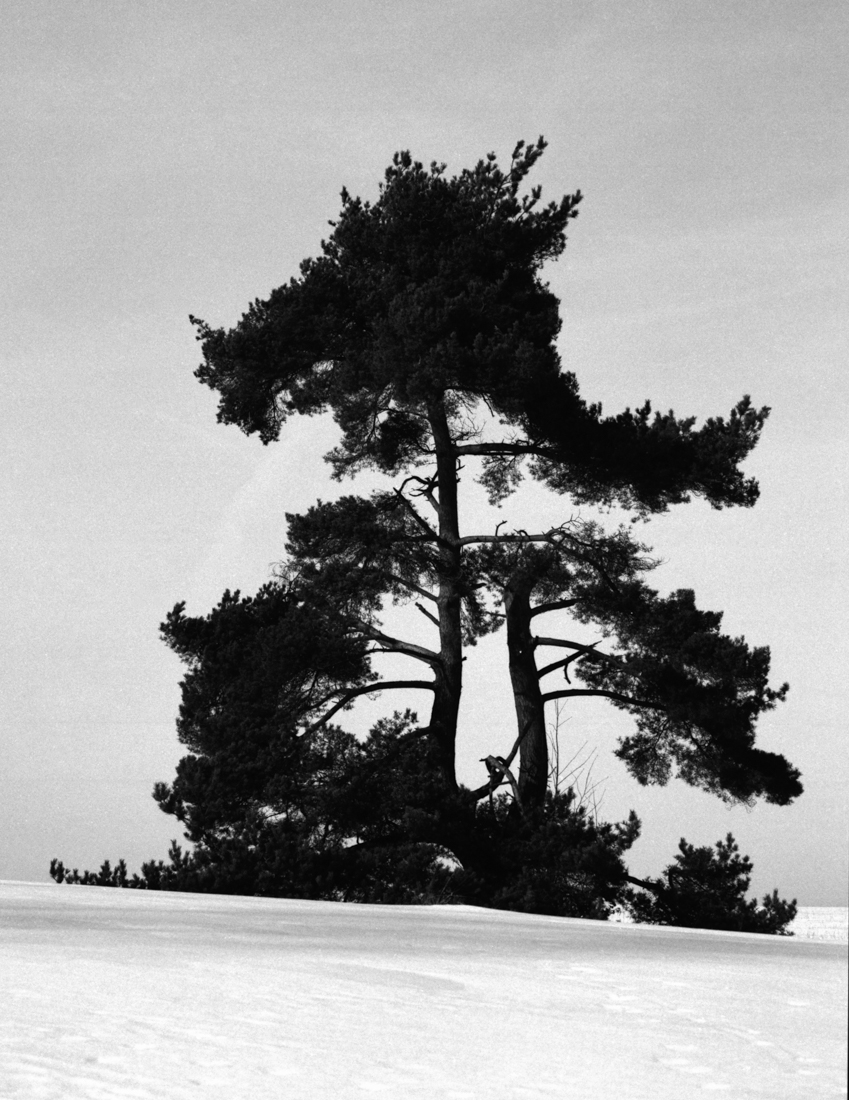 trees and traces