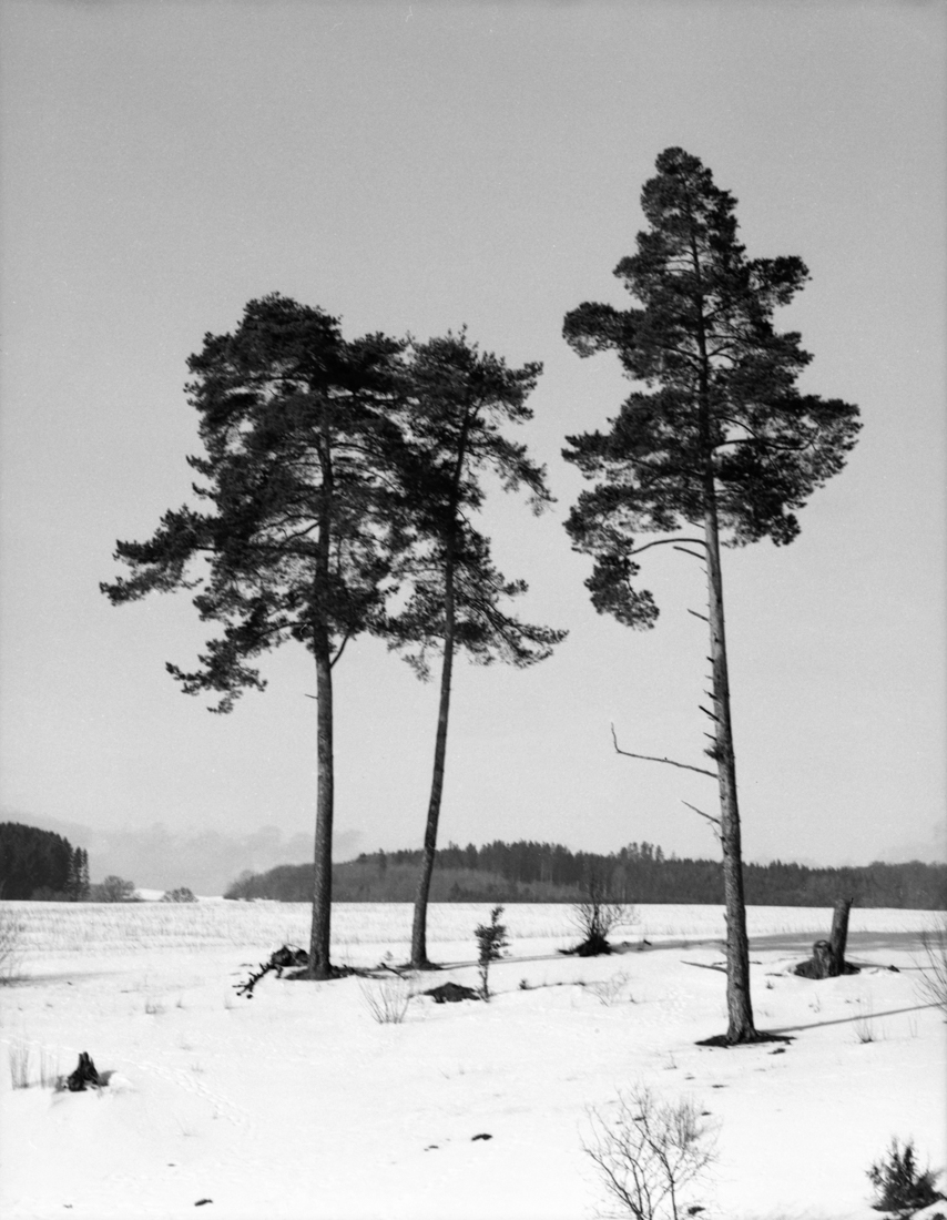 trees and traces
