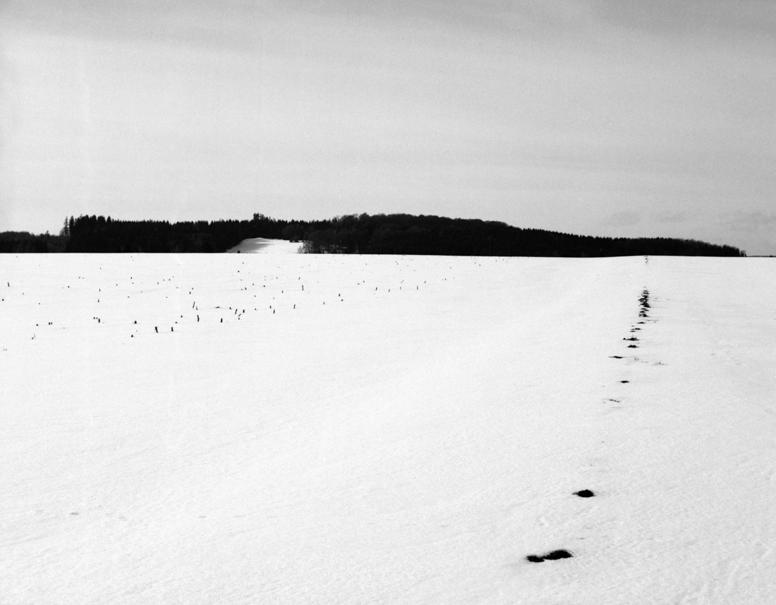 trees and traces