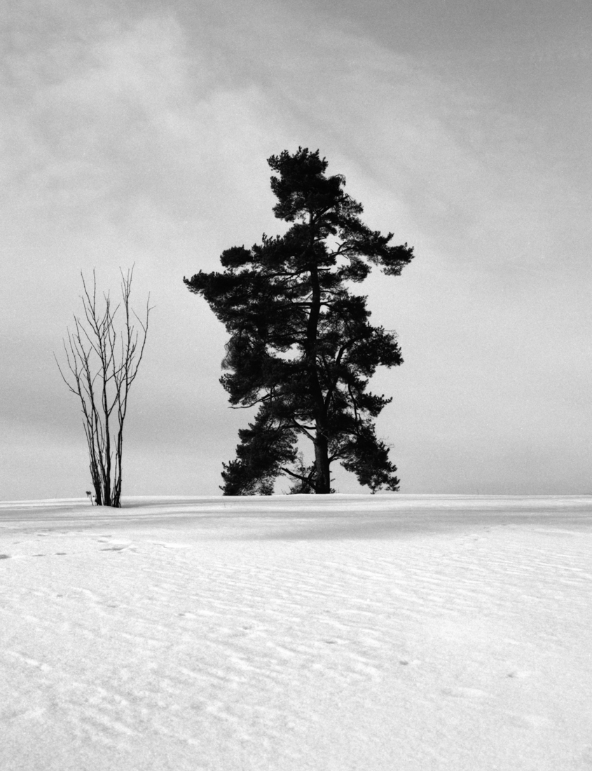 trees and traces