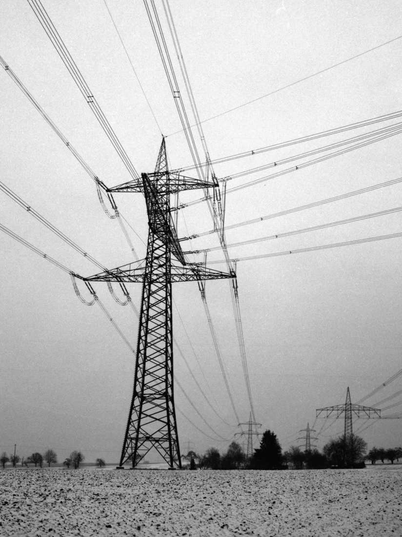 man, bird, trees and electricity