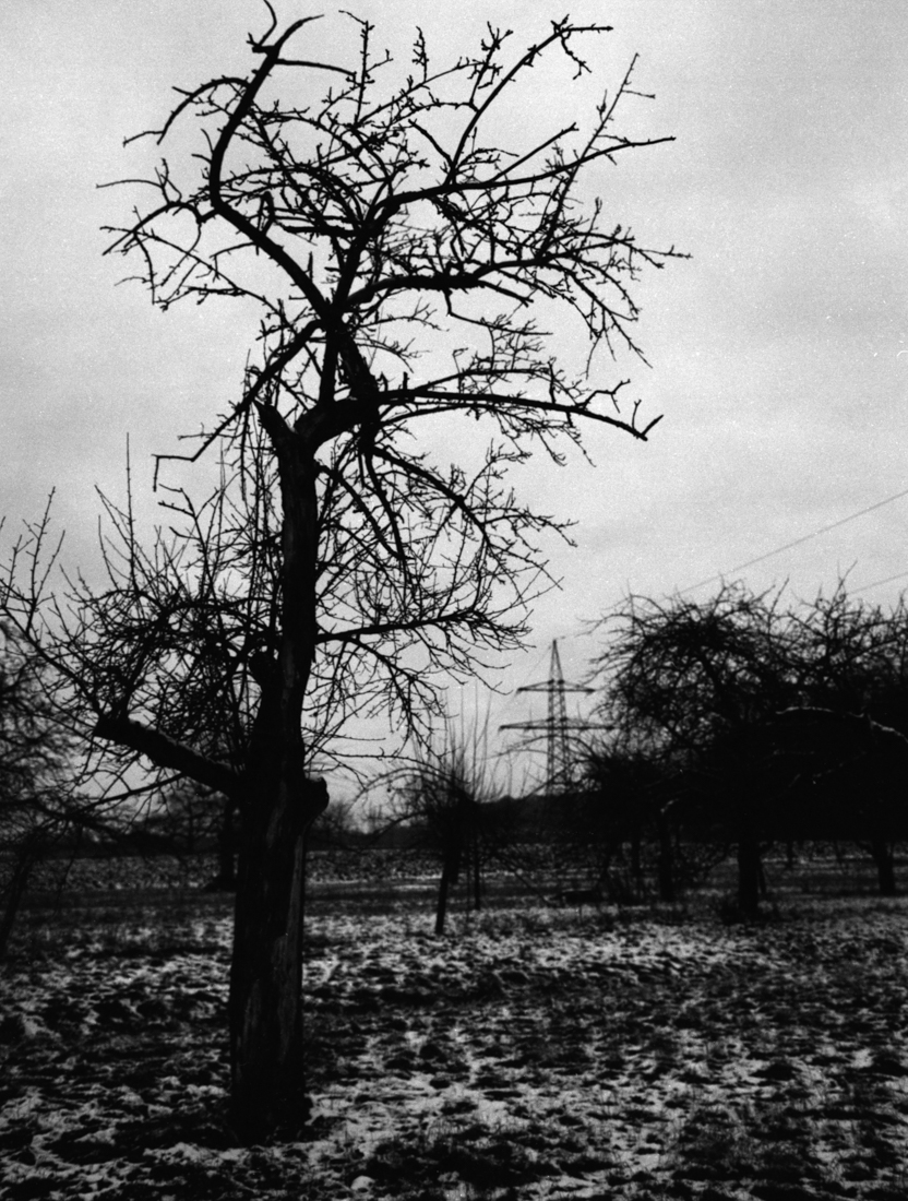man, bird, trees and electricity