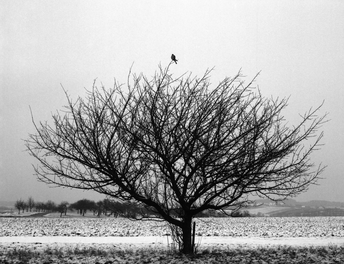man, bird, trees and electricity
