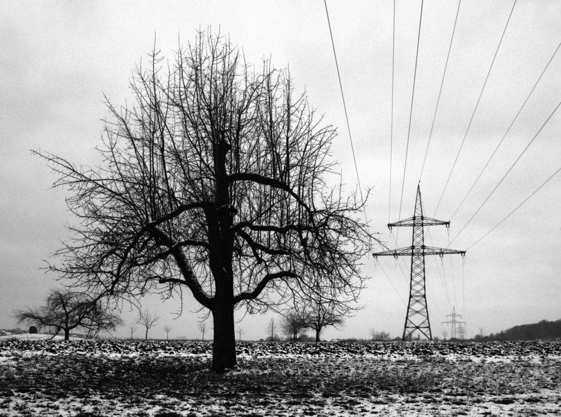 man, bird, trees and electricity