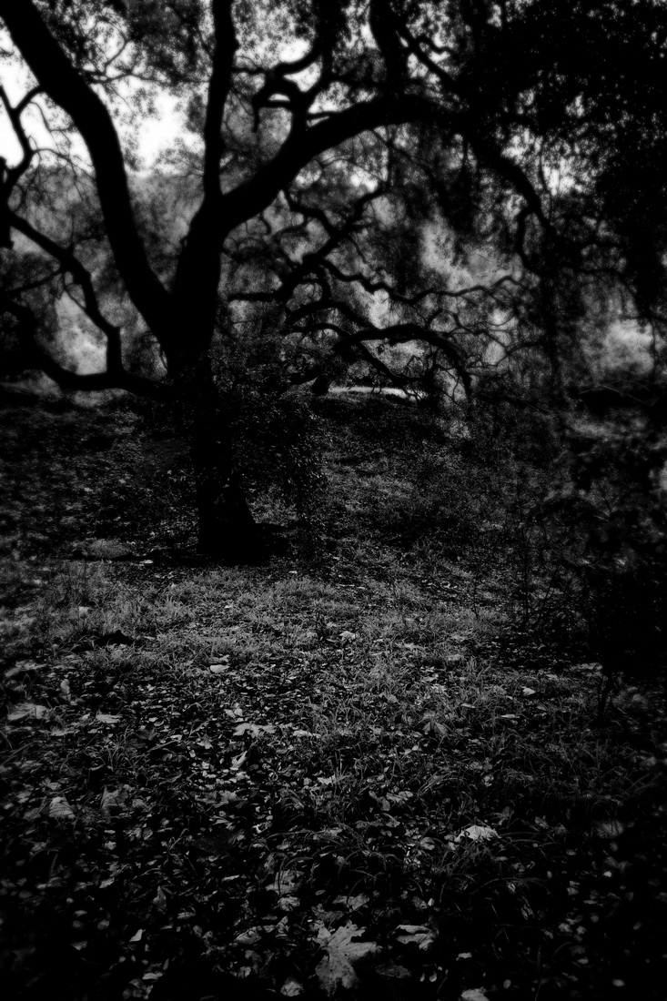 Hard Light: Visions of Southern California