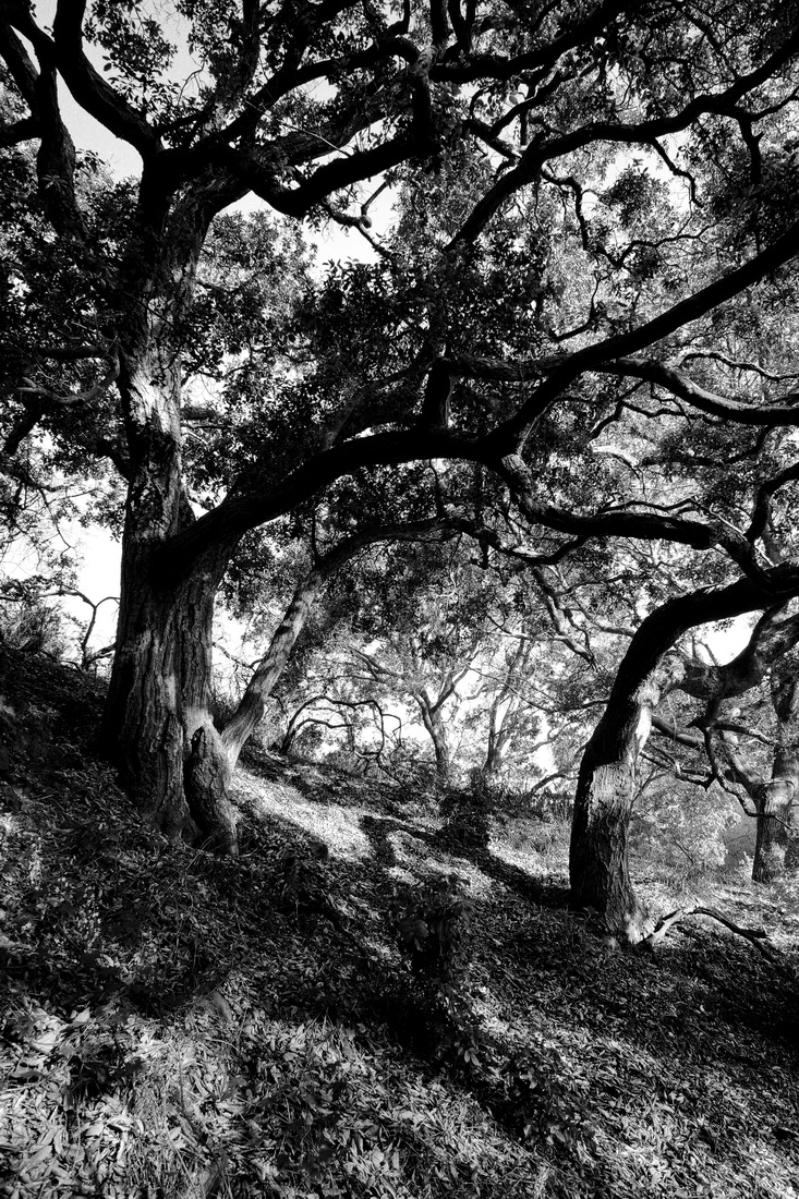 Hard Light: Visions of Southern California