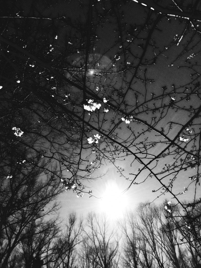 Blooming in the sunset 