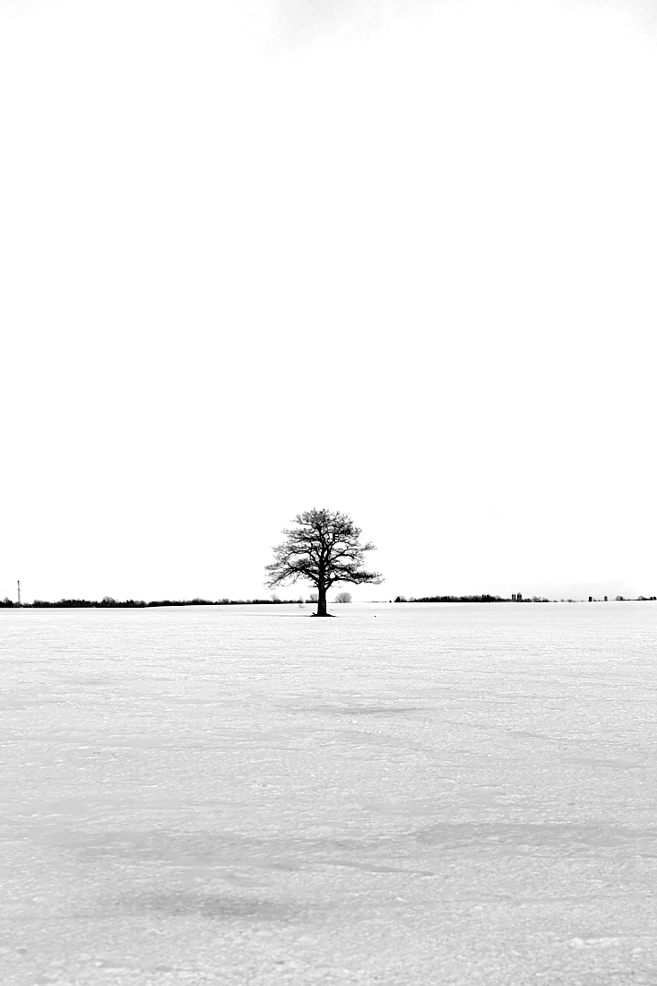 The tree