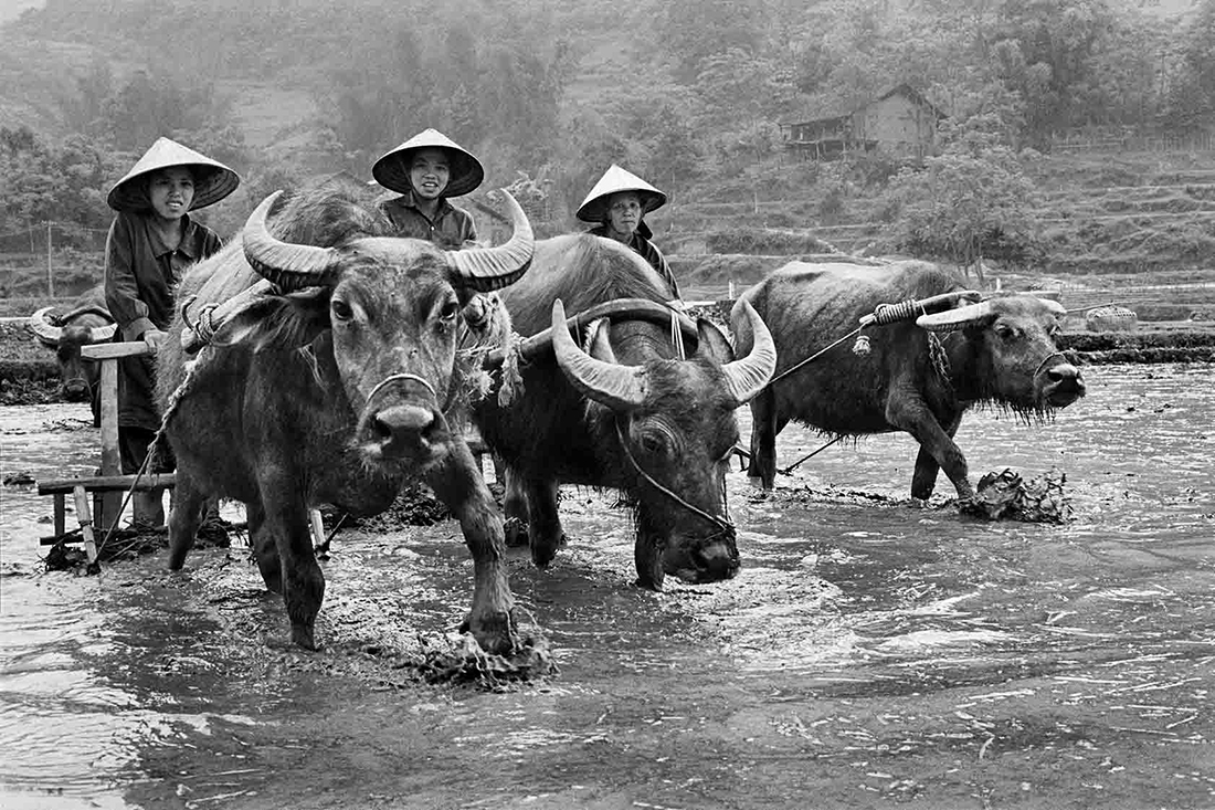 VIETNAMESE WE - Beyond Divides